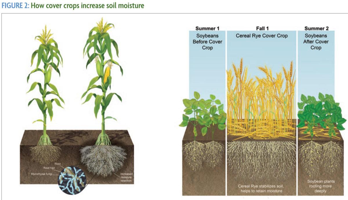Maximizing Soil moisture Retention Through Effective Mulching