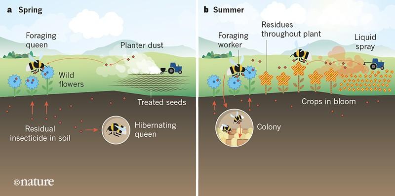Pesticide Alternatives: Protecting Your Lawn and the Ecosystem