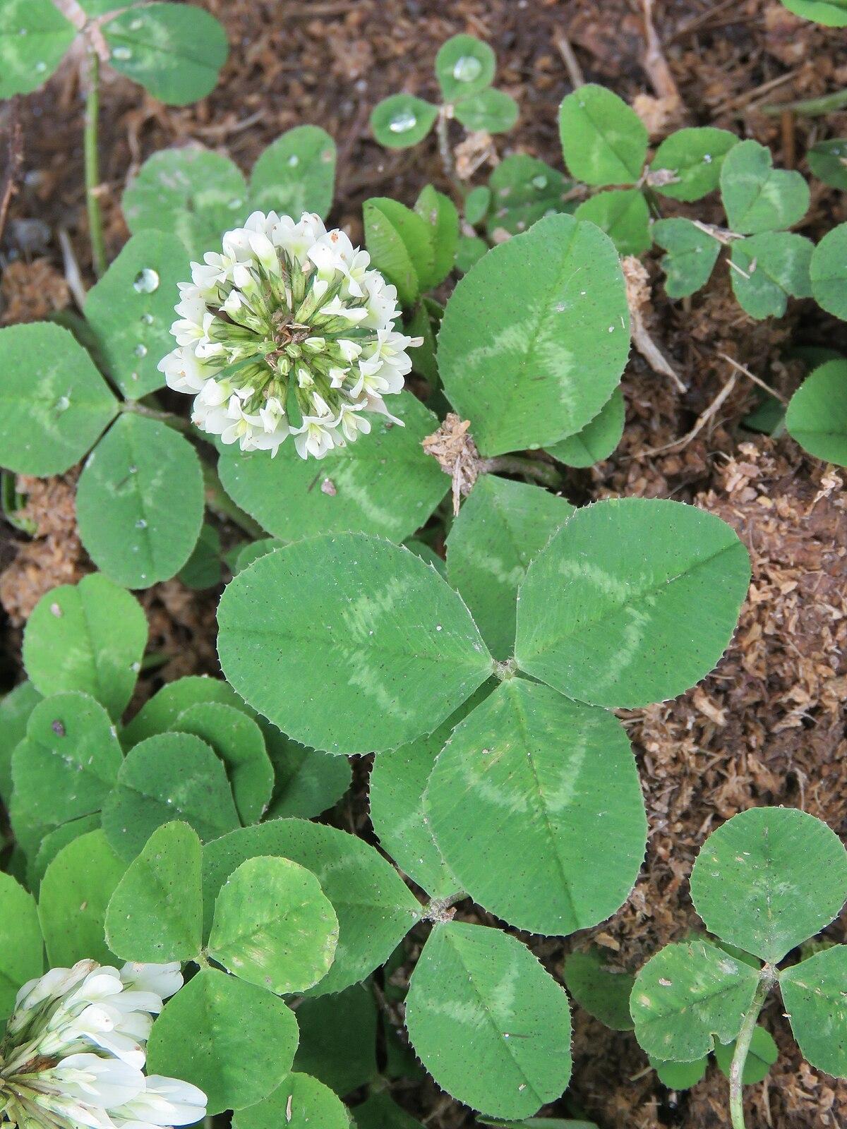Environmental Benefits: Why Clover Outshines Grass