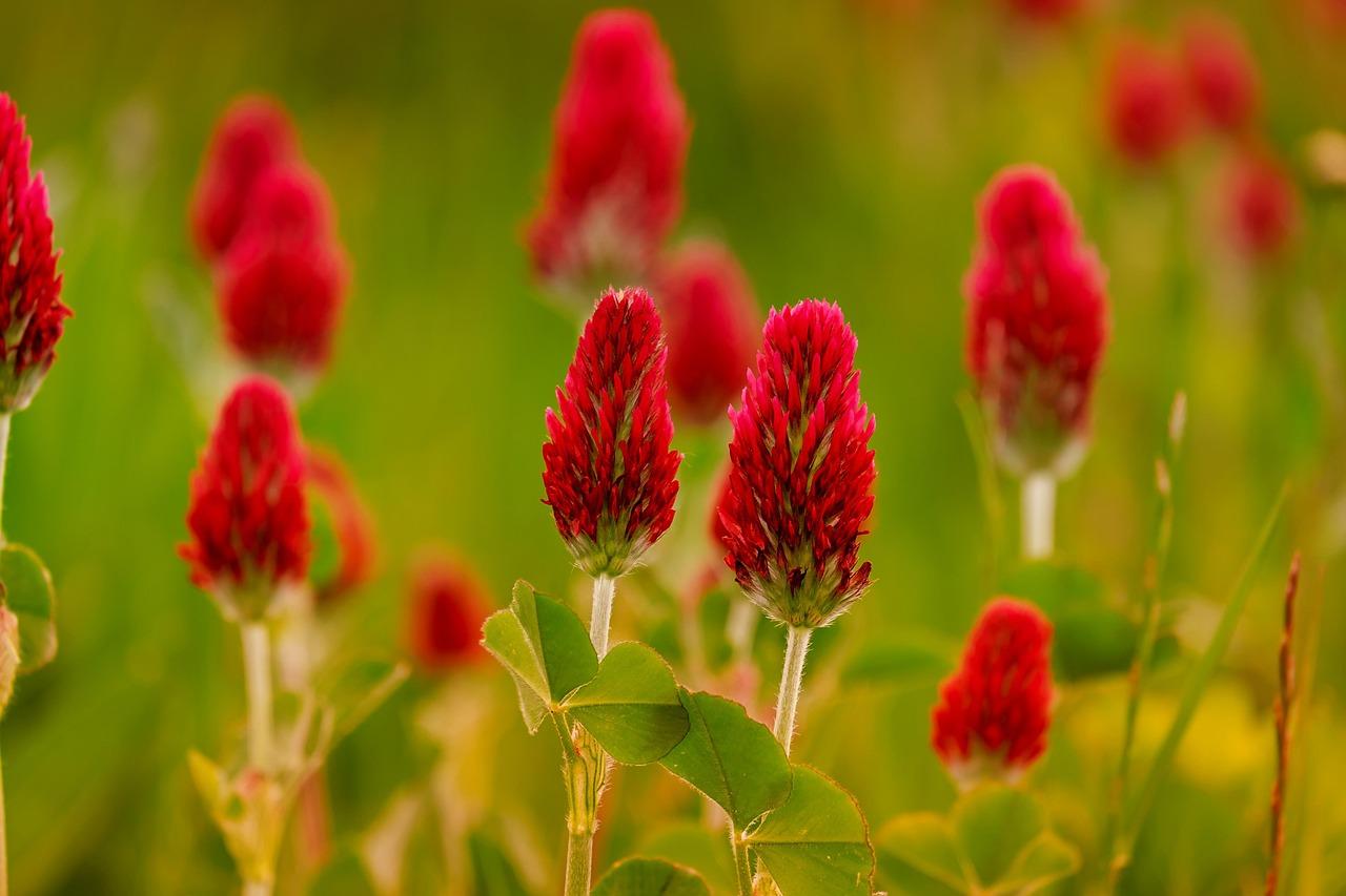 Exploring the Aesthetic Appeal of Clover in Landscape Design