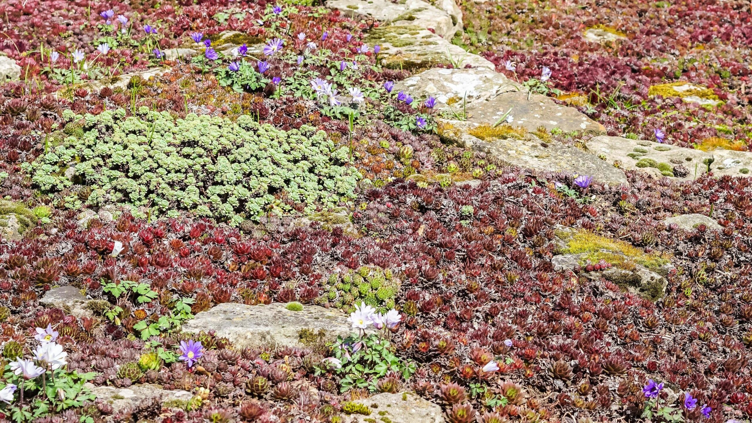Tapestry Lawns: The Low-Maintenance, Biodiverse Lawn of Today