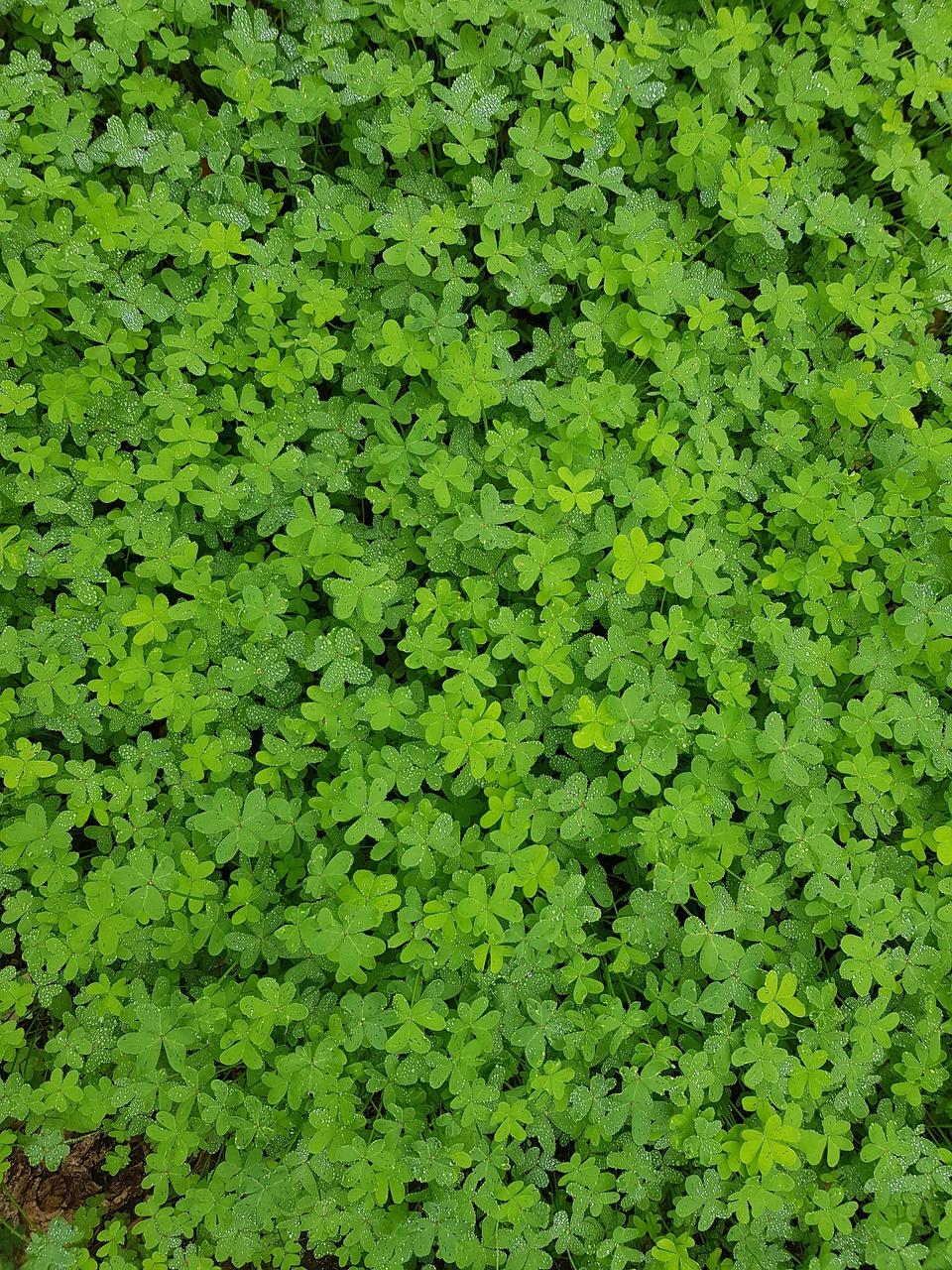 Clover vs Grass: Why Designers Are Swapping Traditional Lawns