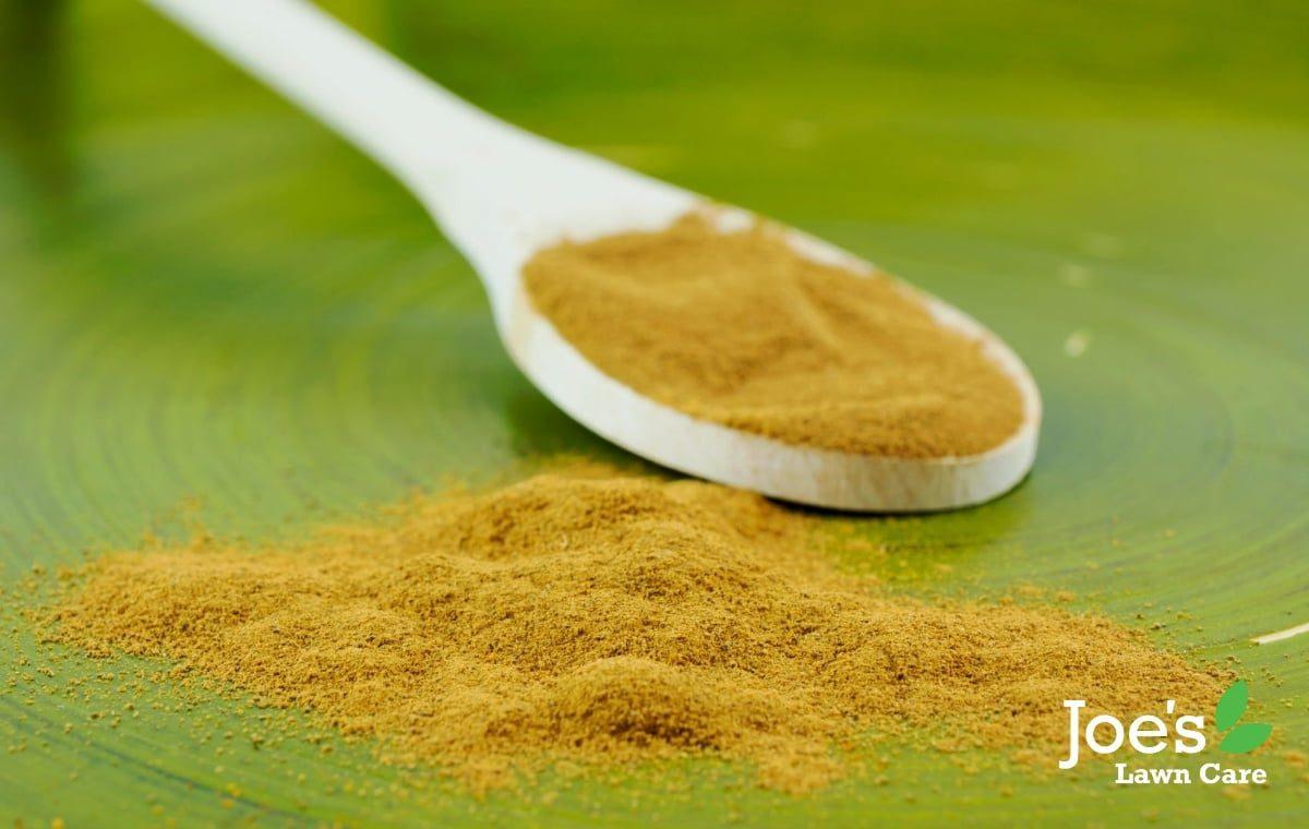 Natural Lawn Care Hacks: Why a Spoonful of Cinnamon Works