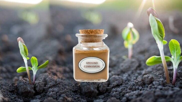 Natural Fungicide: How Cinnamon Fights Common Lawn Diseases