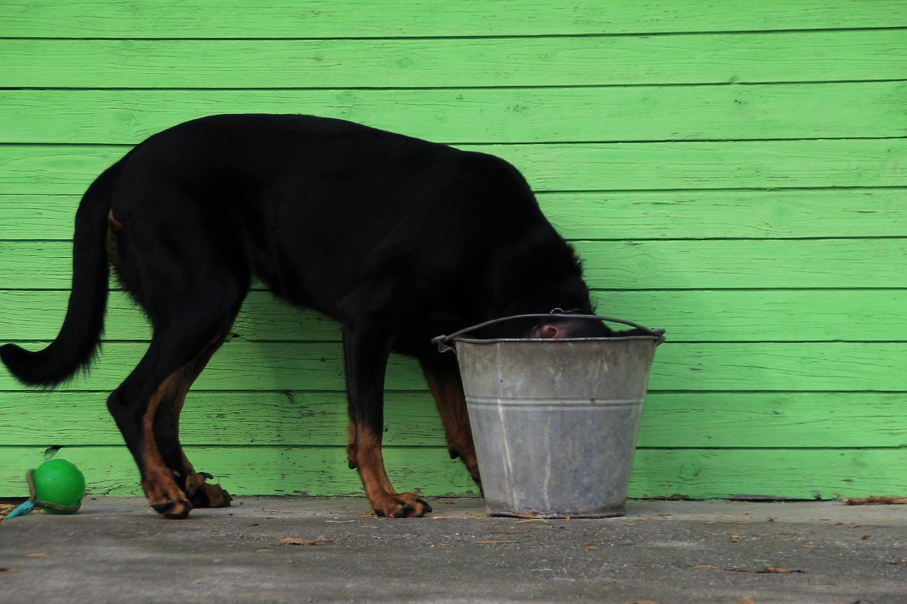 The Importance of Timing: when to Water for Optimal Plant Health