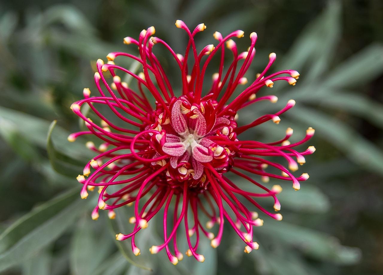 Biodiversity in Action: Embracing Native Plants for a Thriving Ecosystem
