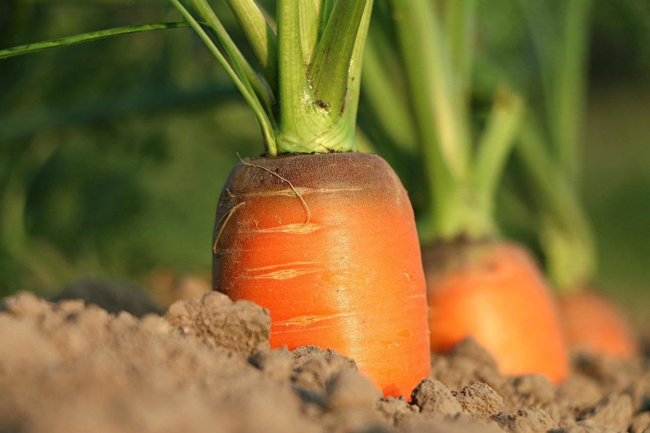 Understanding Soil Health for a Thriving Green Space