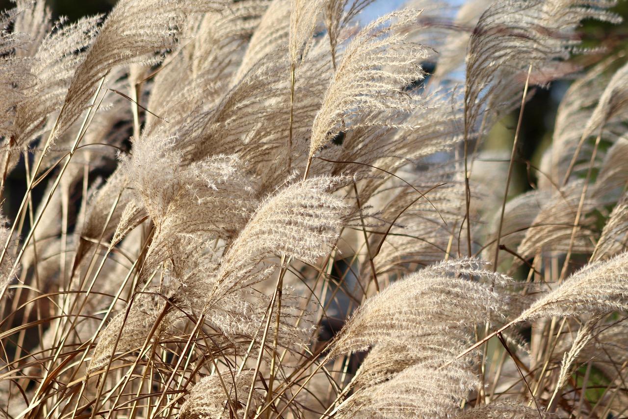 Choosing the Right Grass for Sustainable Growth