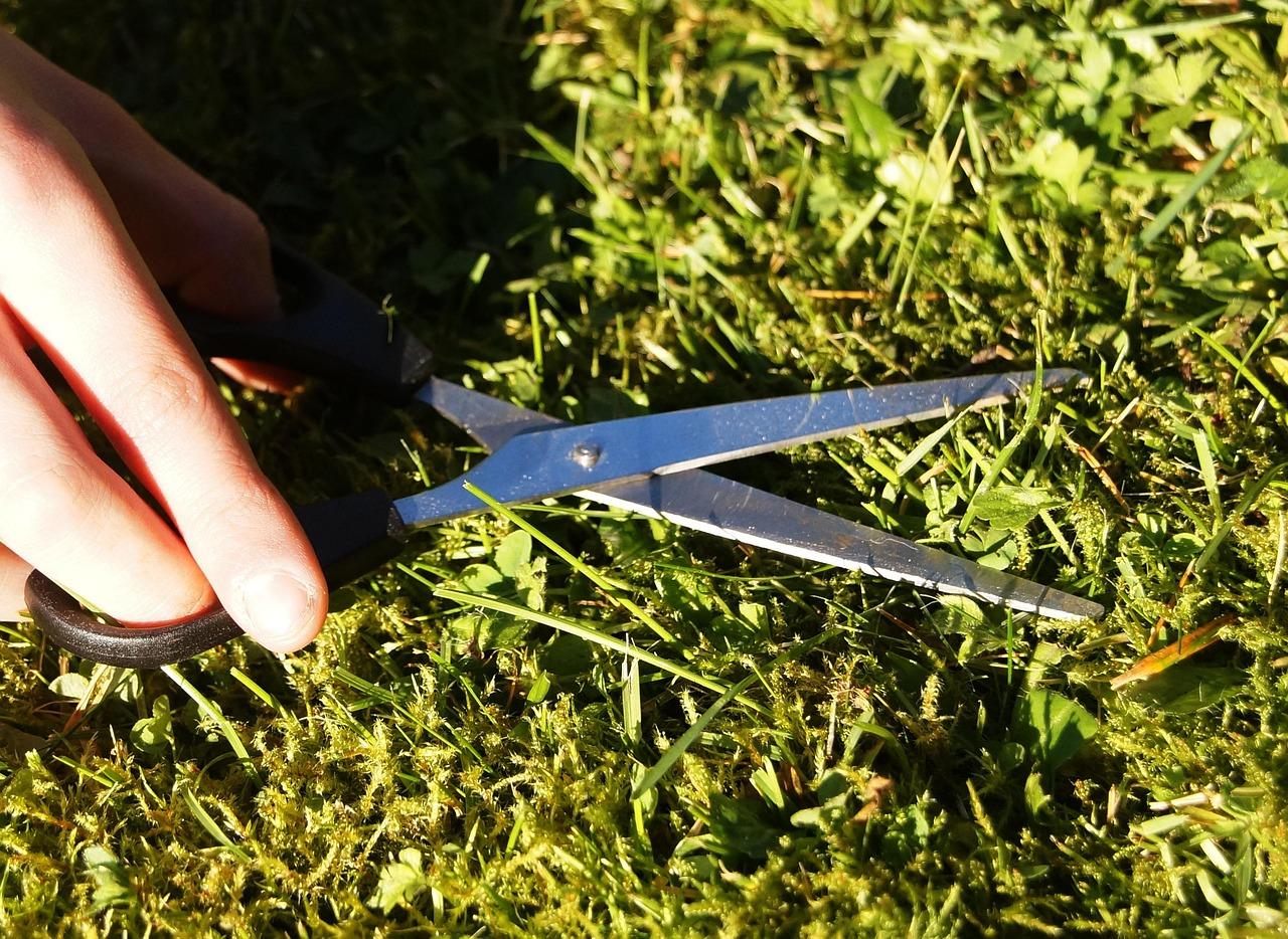 Timing Your Mow for Optimal Lawn Appearance