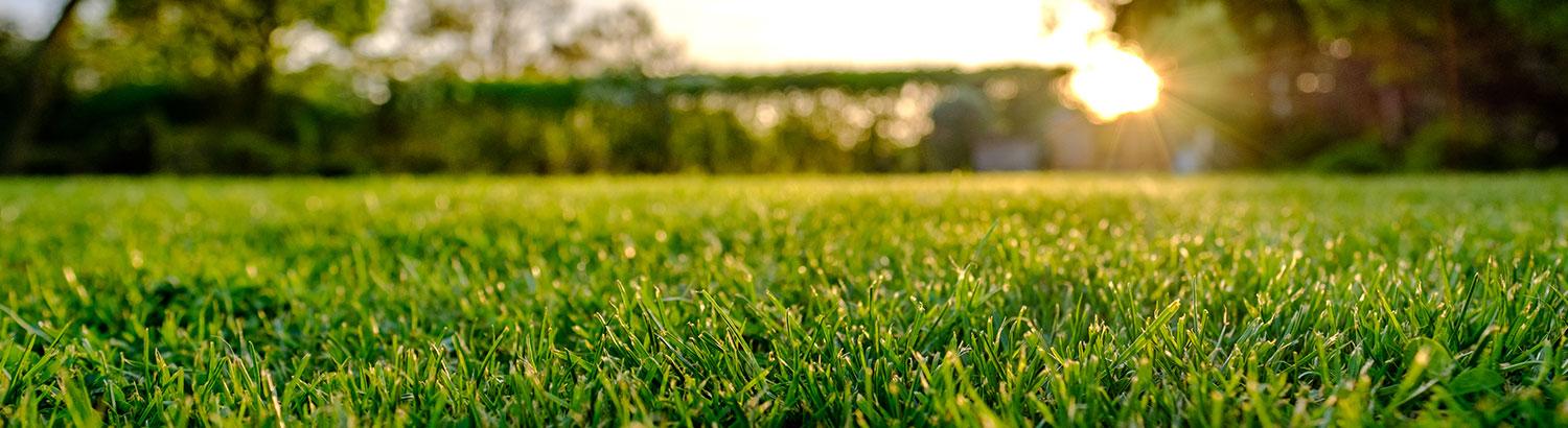 Lush Landscapes: The Rise of Sustainable Lawn Care Practices