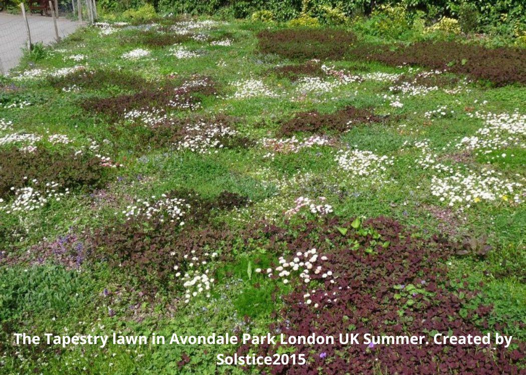 Designing a Tapestry Lawn: Choosing the Right Plants