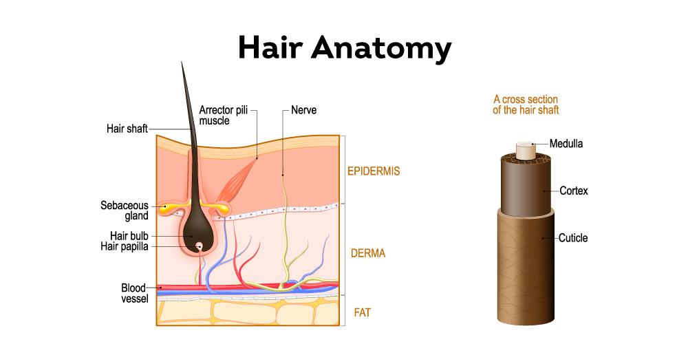 The Science Behind Hair Follicle Survival