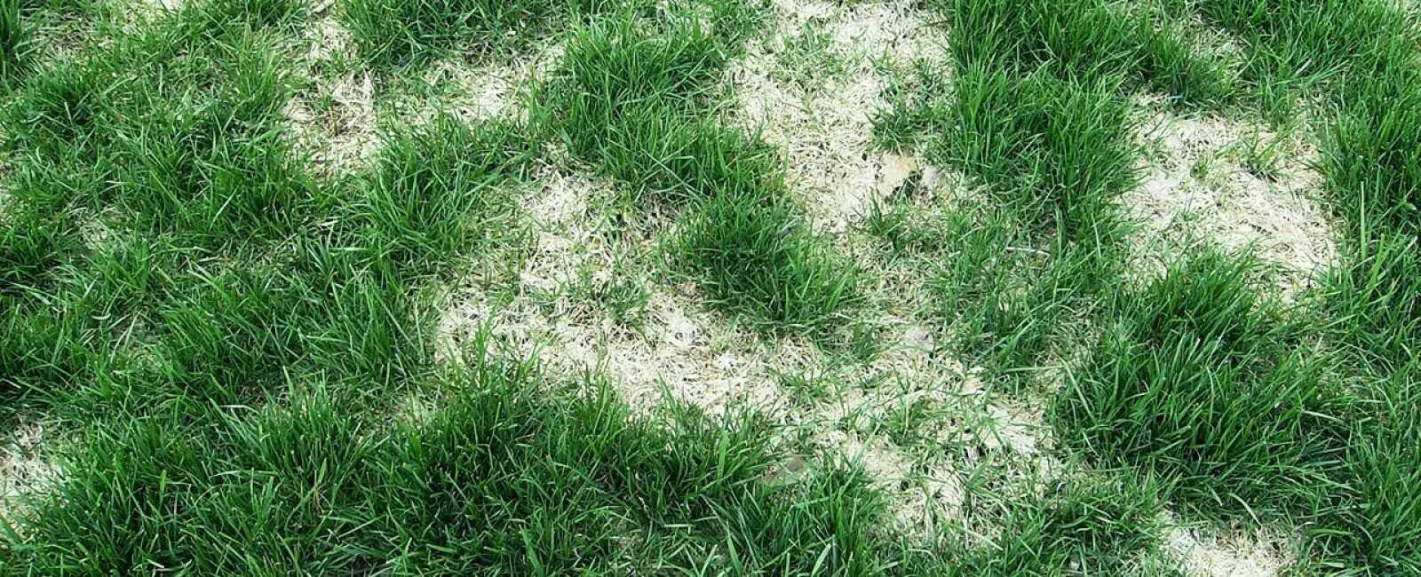 Understanding the Impact of Moisture on Grass Health